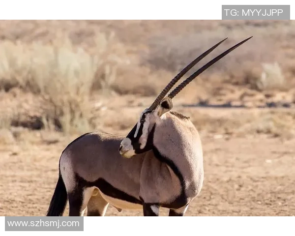 瑞士足球明星崛起之路:从阿尔卑斯山到世界赛场的光辉征程 瑞士足球明星崛起之路:从阿尔卑斯山到世界赛场的光辉征程